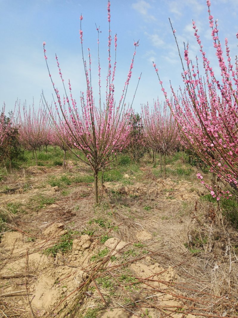 红梅适用全国各地种植。可提供技术种植技术。占地100亩。