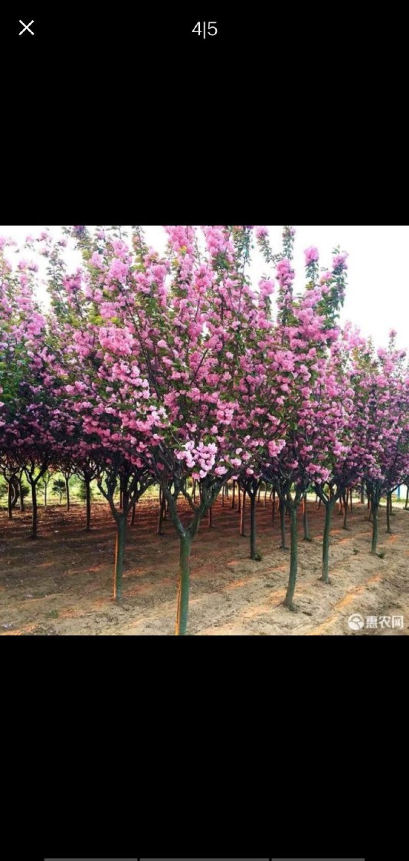 日本樱花苗南北方种植樱花树苗盆栽花卉植物工程庭院绿化苗风