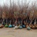 日本樱花苗南北方种植樱花树苗盆栽花卉植物工程庭院绿化苗风