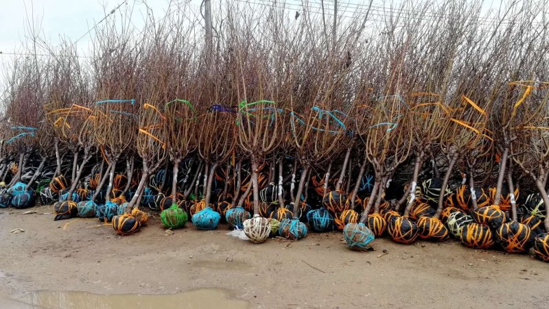 日本樱花苗南北方种植樱花树苗盆栽花卉植物工程庭院绿化苗风