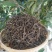 无量山古树茶生茶饼可定制