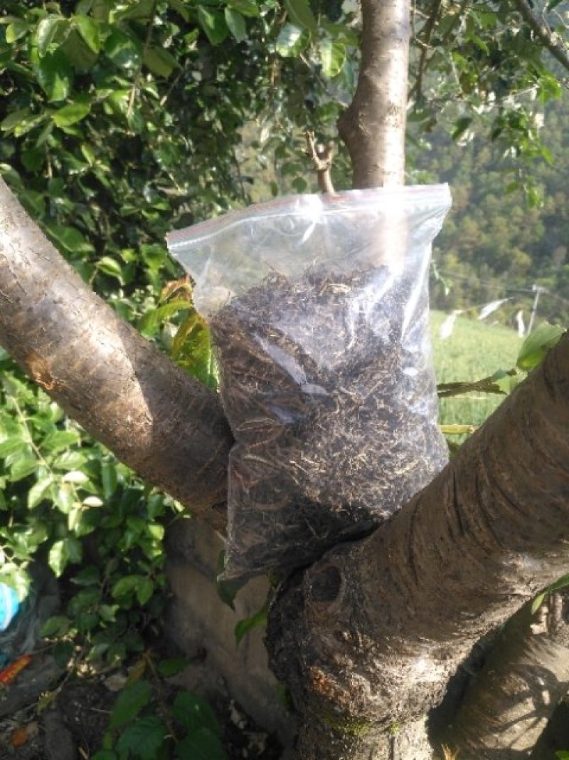 无量山古树茶生茶饼可定制