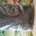 无量山古树茶生茶饼可定制