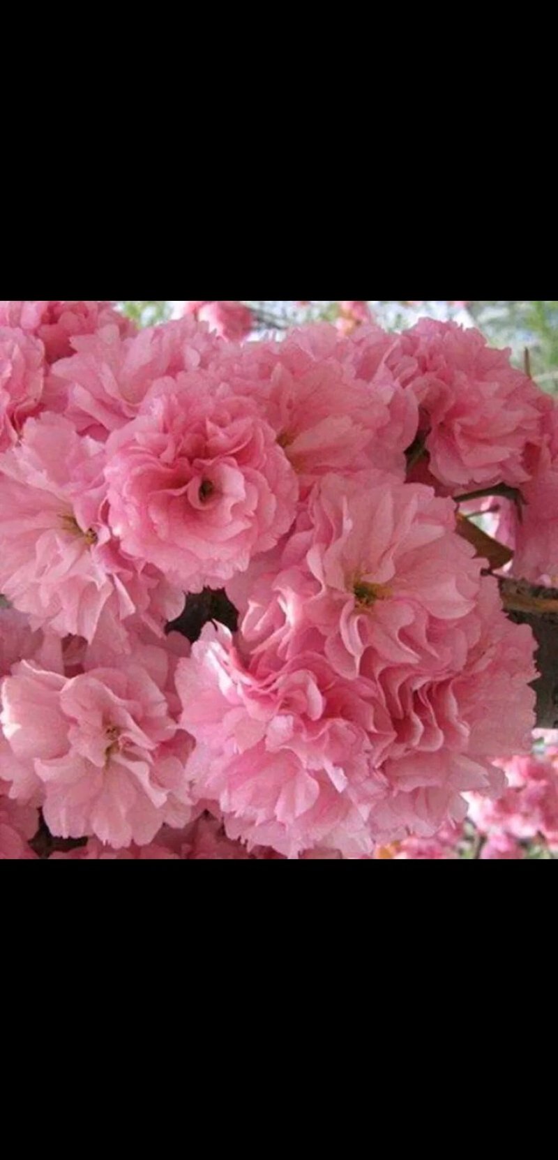日本樱花苗南北方种植樱花树苗盆栽花卉植物工程庭院绿化苗风