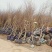日本樱花苗南北方种植樱花树苗盆栽花卉植物工程庭院绿化苗风