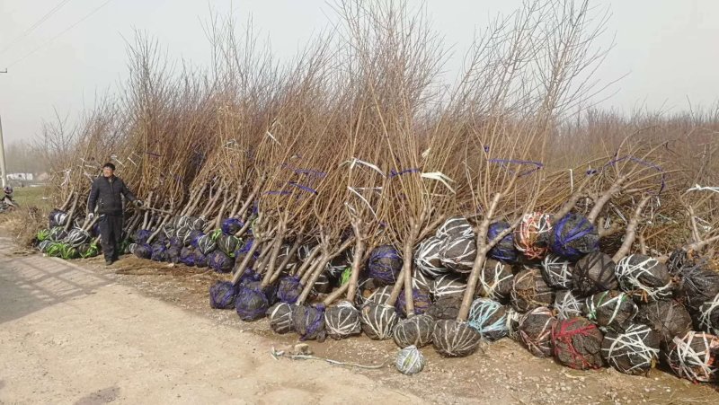 日本樱花苗南北方种植樱花树苗盆栽花卉植物工程庭院绿化苗风