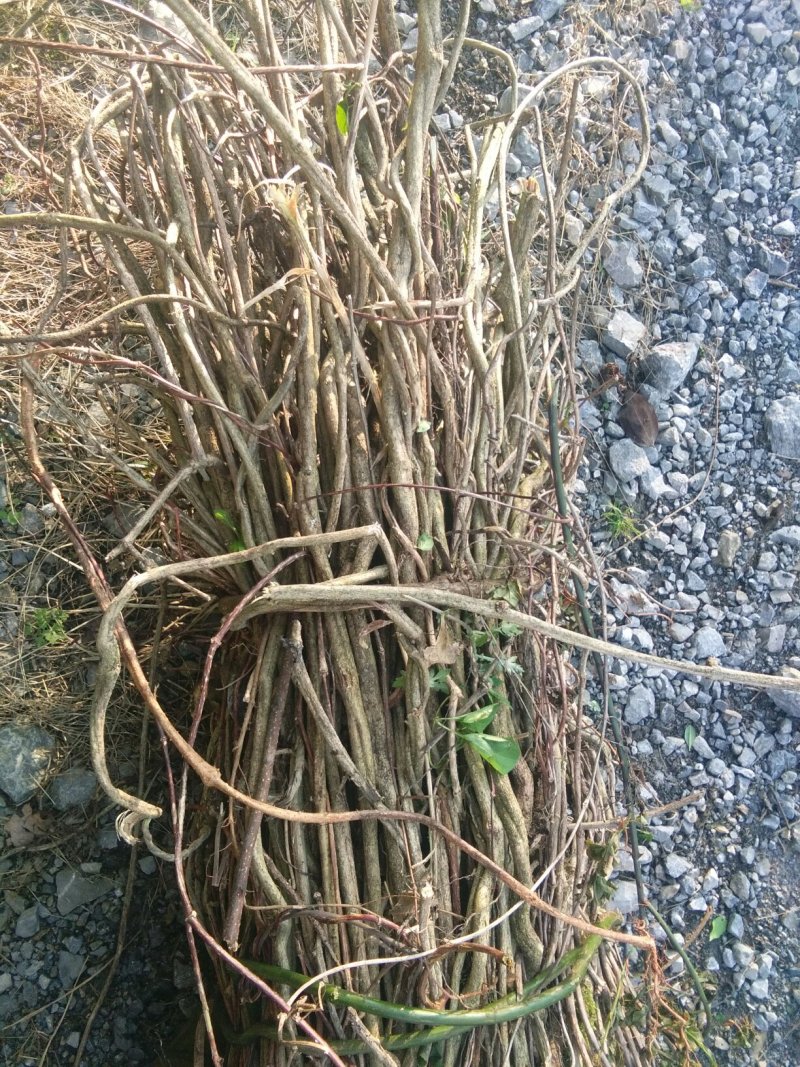 鸡屎藤