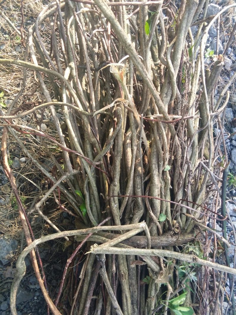 鸡屎藤