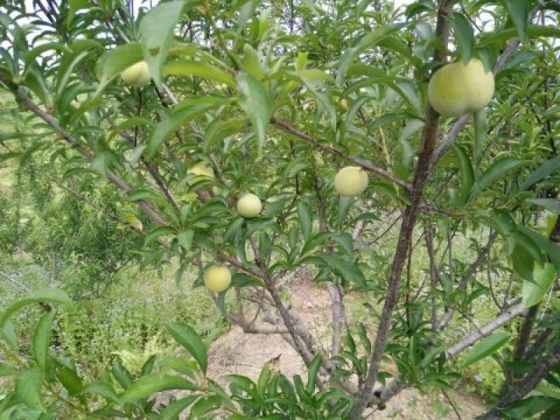 蜂糖李苗，青脆李苗，脆红李子苗