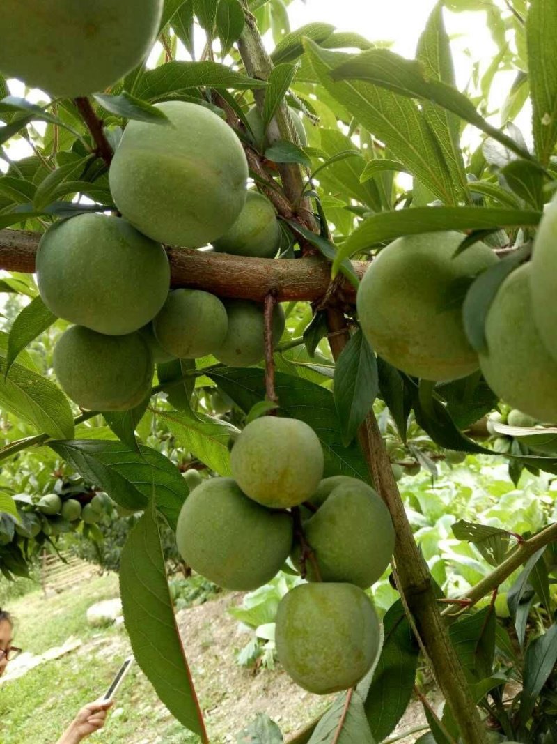 蜂糖李苗，青脆李苗，脆红李子苗