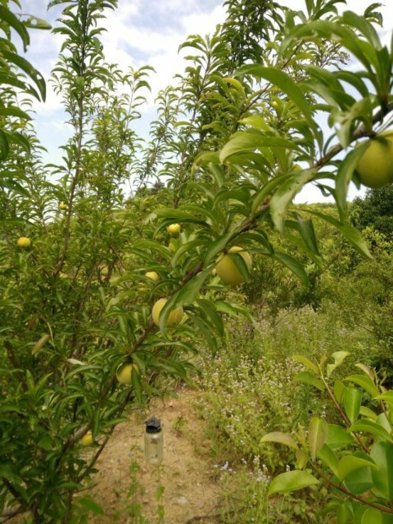 蜂糖李苗，青脆李苗，脆红李子苗