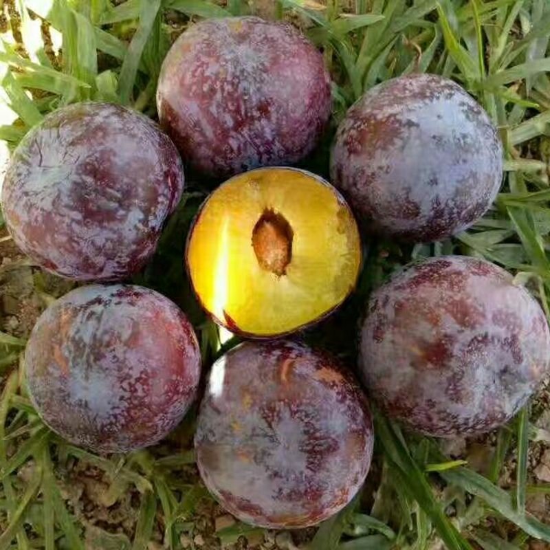 蜂糖李苗，青脆李苗，脆红李子苗