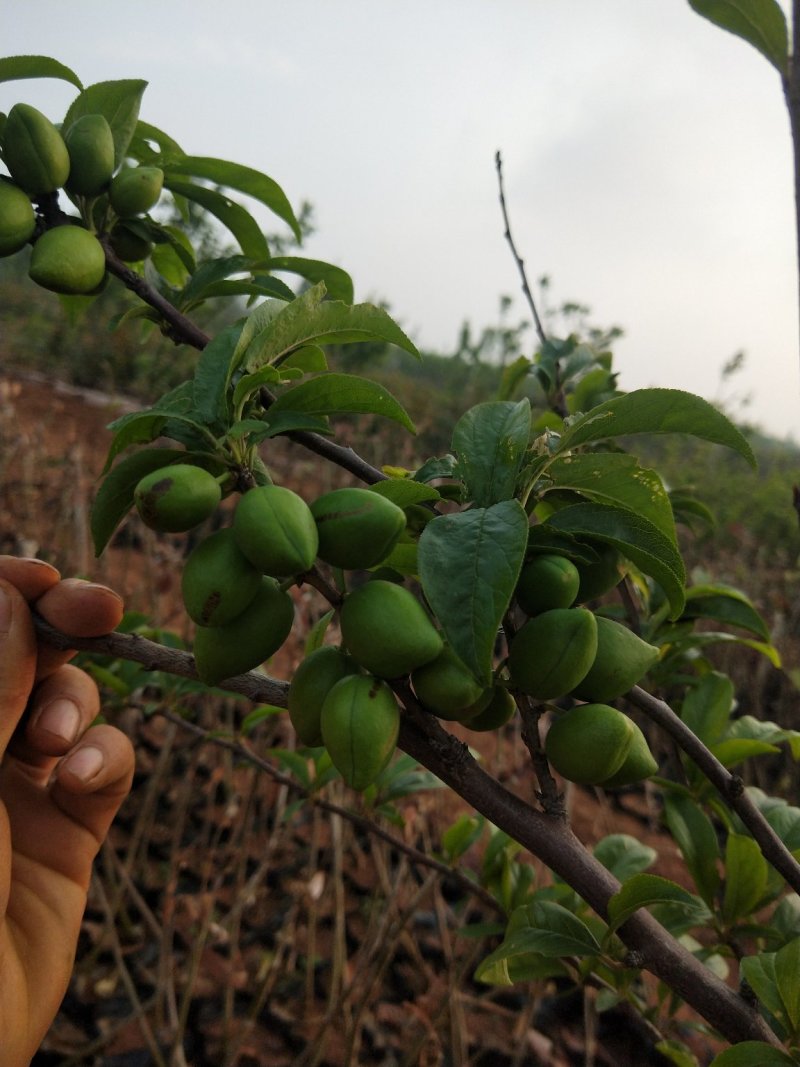 蜂糖李苗，青脆李苗，脆红李子苗