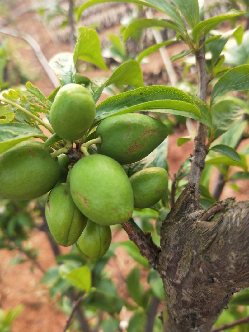 蜂糖李苗，青脆李苗，脆红李子苗