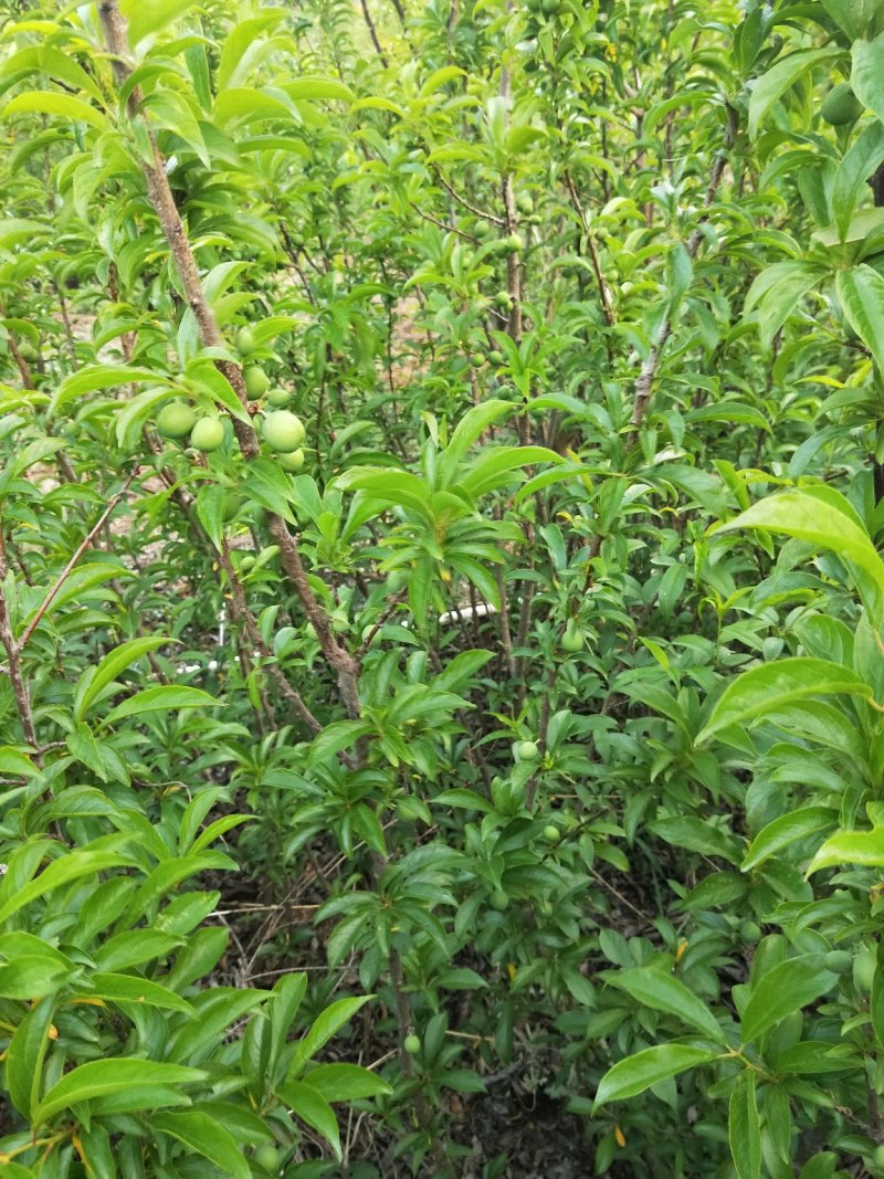 蜂糖李苗，青脆李苗，脆红李子苗