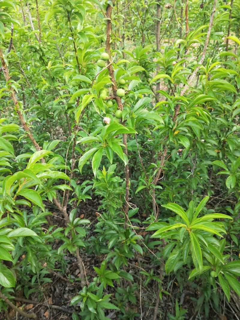 蜂糖李苗，青脆李苗，脆红李子苗