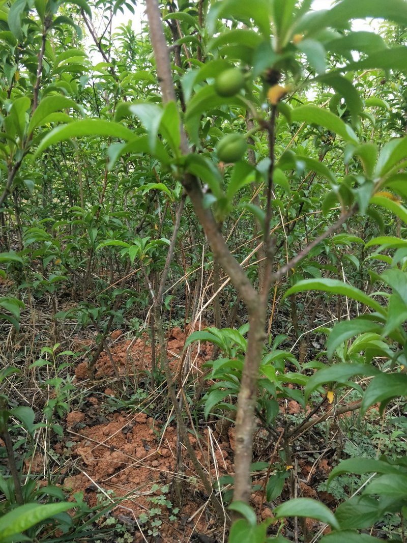 蜂糖李苗，青脆李苗，脆红李子苗