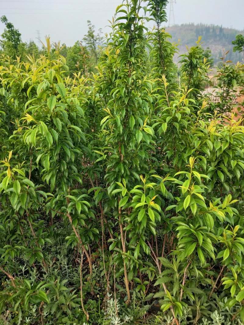 蜂糖李苗，青脆李苗，脆红李子苗