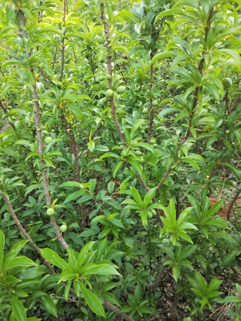 蜂糖李苗，青脆李苗，脆红李子苗