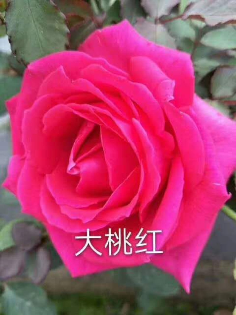 昆明斗南批发瑰花小苗，大花朵，四季开花，根系发达易成活
