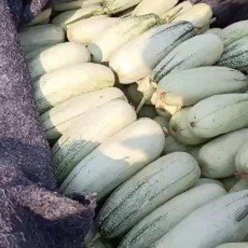 博洋甜瓜61号一件代发专供电商平台，真正的产地