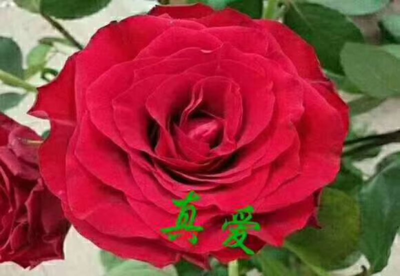 昆明斗南批发瑰花小苗，大花朵，四季开花，根系发达易成活