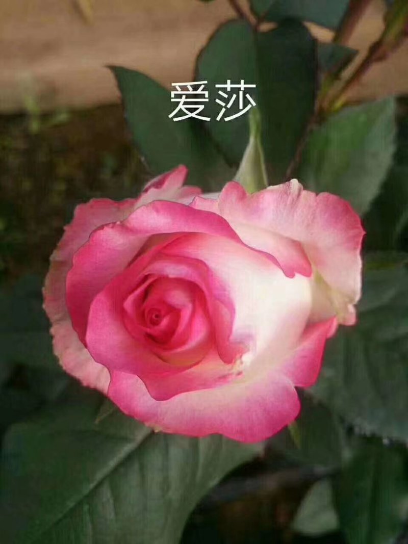 昆明斗南批发瑰花小苗，大花朵，四季开花，根系发达易成活