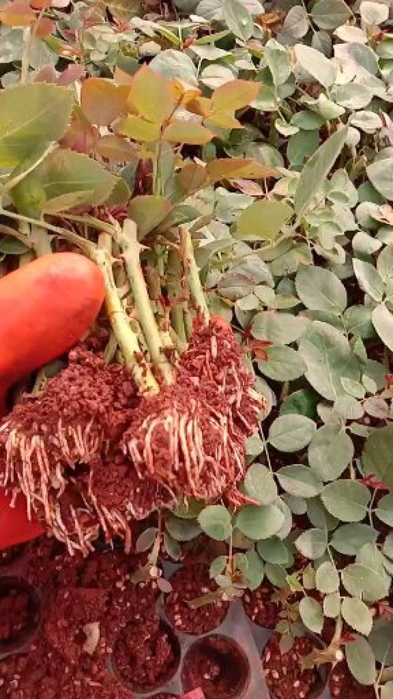昆明斗南批发瑰花小苗，大花朵，四季开花，根系发达易成活