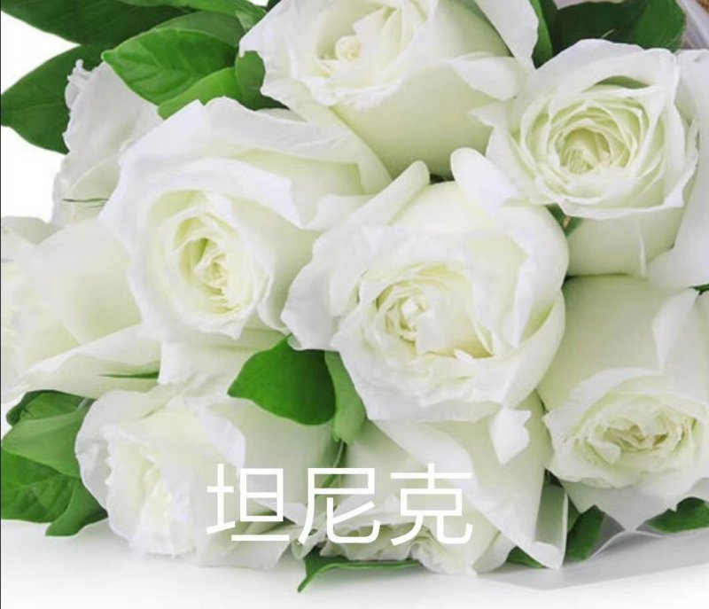 昆明斗南批发瑰花小苗，大花朵，四季开花，根系发达易成活