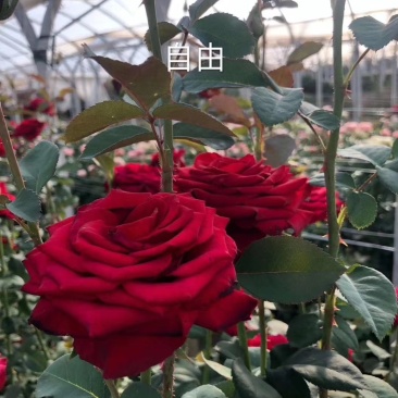 昆明斗南批发瑰花小苗，大花朵，四季开花，根系发达易成活