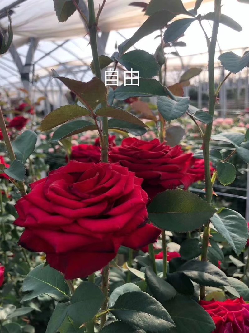 昆明斗南批发瑰花小苗，大花朵，四季开花，根系发达易成活