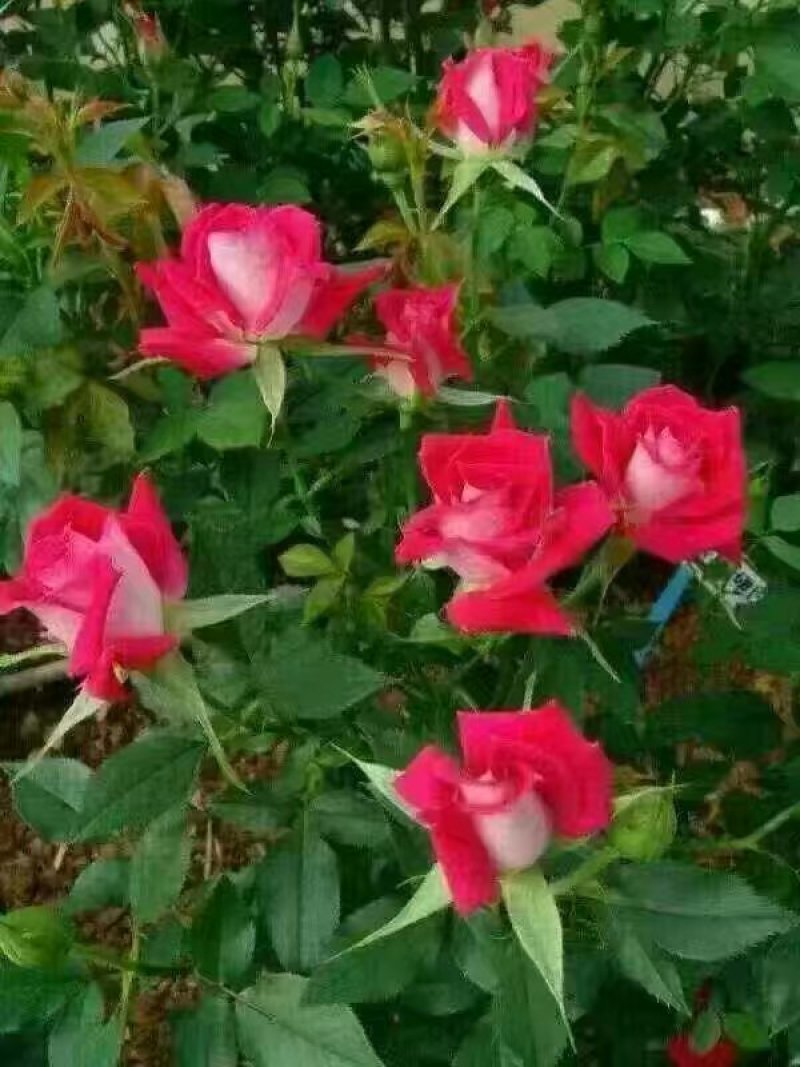 昆明斗南批发瑰花小苗，大花朵，四季开花，根系发达易成活
