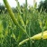 陕西沙苑黄花菜又名金针菜产地直销一件代发