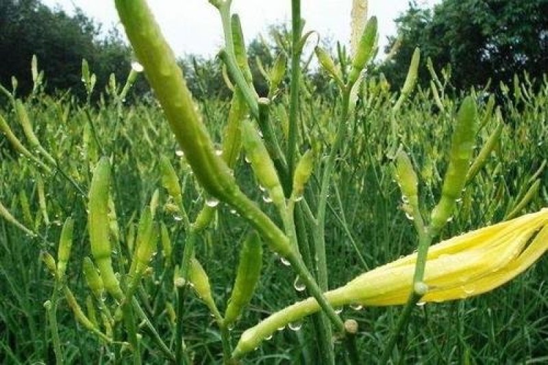 陕西沙苑黄花菜又名金针菜产地直销一件代发