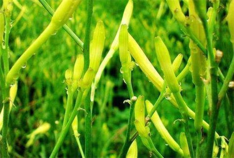 陕西沙苑黄花菜又名金针菜产地直销一件代发
