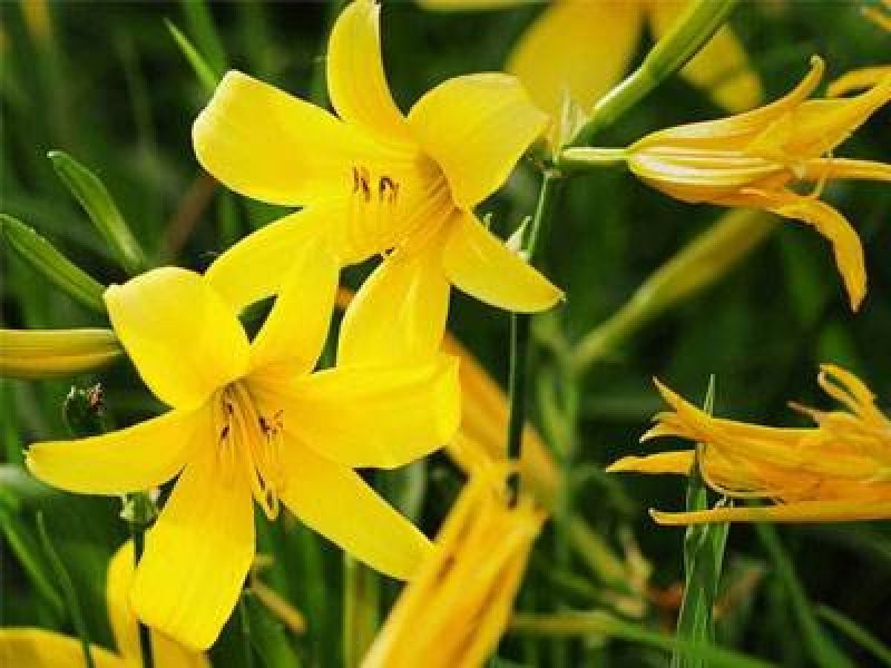 陕西沙苑黄花菜又名金针菜产地直销一件代发
