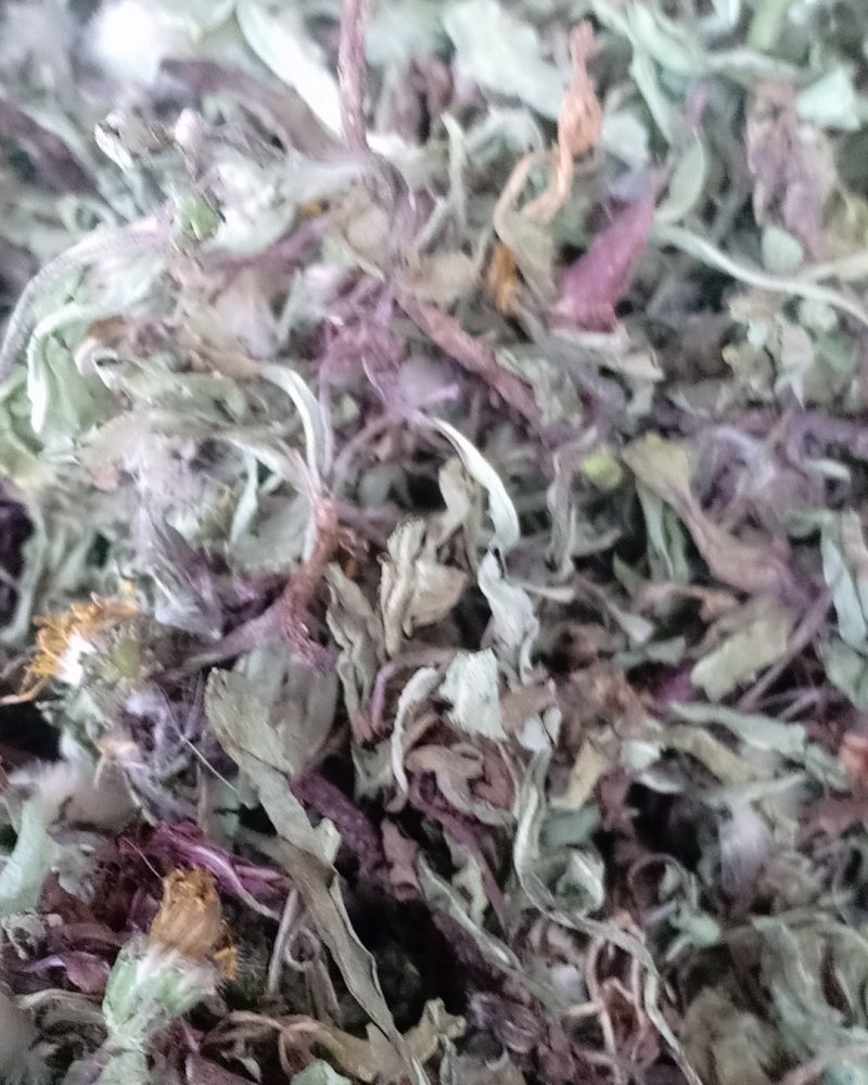 自然蒲公英，沂蒙山区里的特产手捡自然蒲公英，产地直发