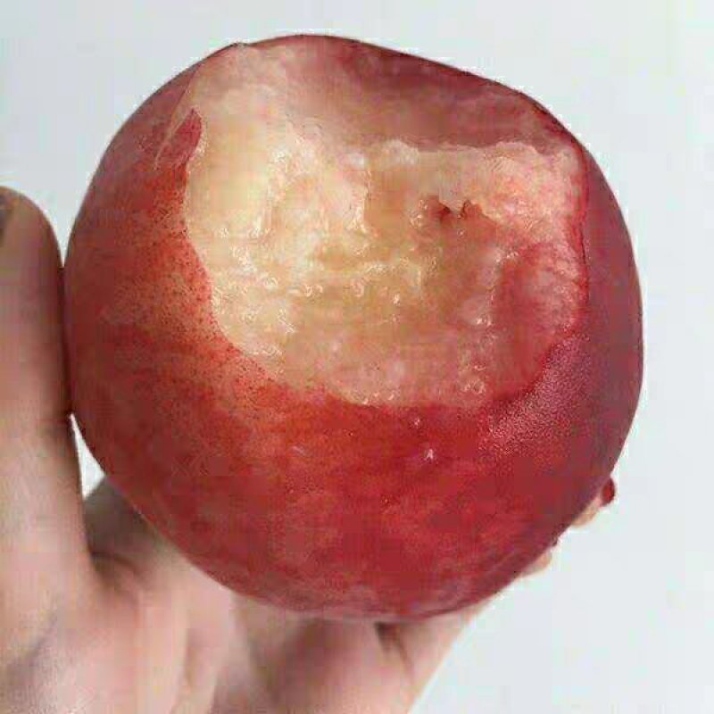 嫁接桃树苗桃苗新品种地栽水蜜桃冬桃树果苗雪桃桃子树苗特大