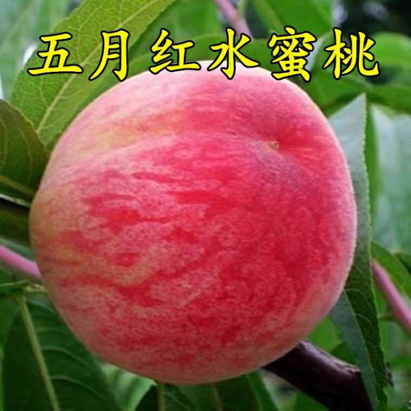 嫁接桃树苗桃苗新品种地栽水蜜桃冬桃树果苗雪桃桃子树苗特大