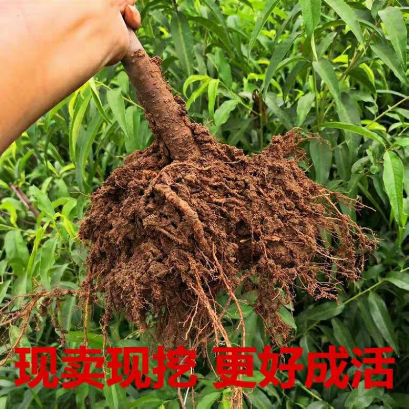 嫁接桃树苗桃苗新品种地栽水蜜桃冬桃树果苗雪桃桃子树苗特大
