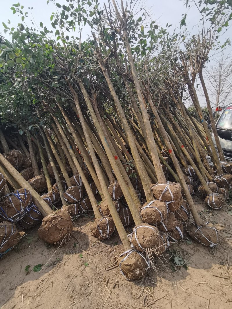 6公分女贞，大叶女贞，女贞批发，女贞价格，高杆女贞基地