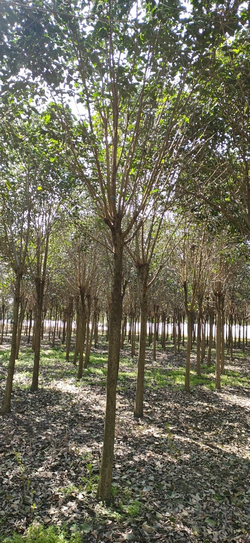 6公分女贞，大叶女贞，女贞批发，女贞价格，高杆女贞基地