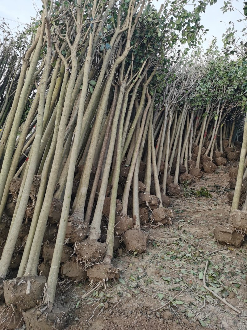 6公分女贞，大叶女贞，女贞批发，女贞价格，高杆女贞基地