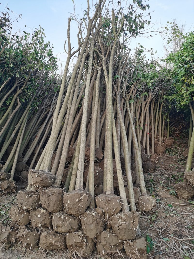 6公分女贞，大叶女贞，女贞批发，女贞价格，高杆女贞基地