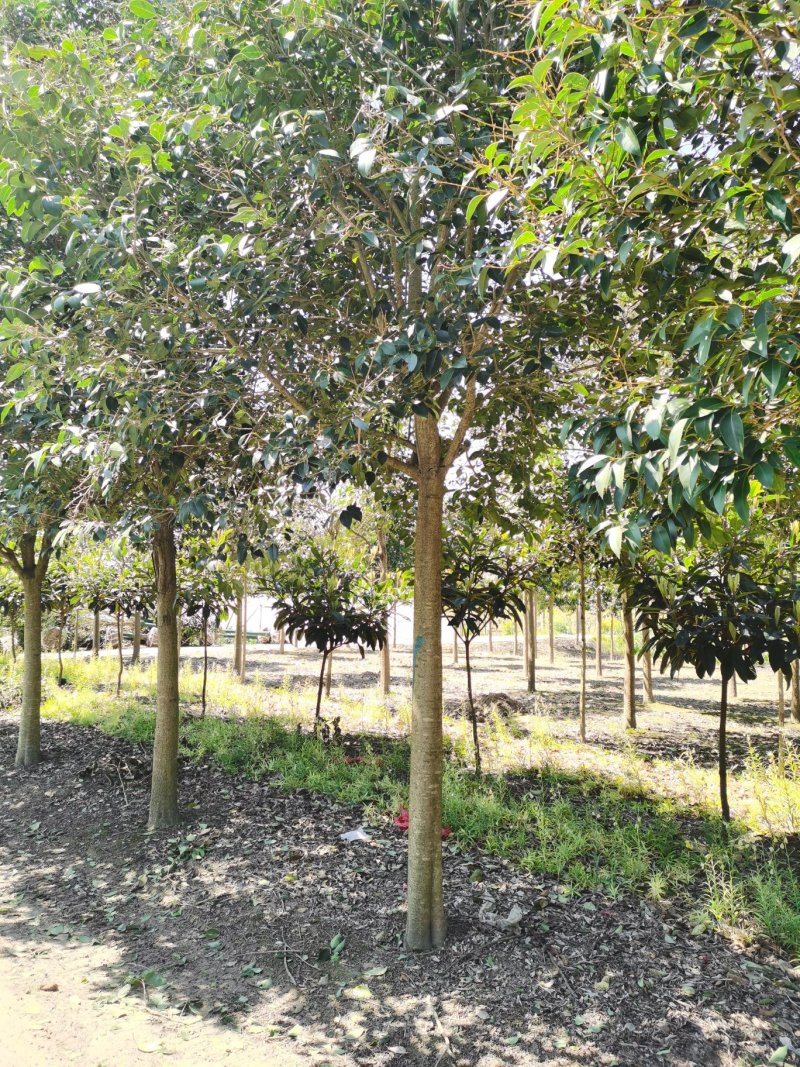 6公分女贞，大叶女贞，女贞批发，女贞价格，高杆女贞基地