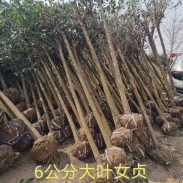 6公分女贞，大叶女贞，女贞批发，女贞价格，高杆女贞基地