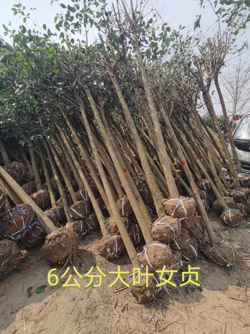 6公分女贞，大叶女贞，女贞批发，女贞价格，高杆女贞基地