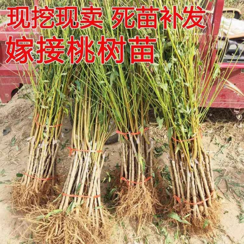 嫁接桃树苗桃苗新品种地栽水蜜桃冬桃树果苗雪桃桃子树苗特大