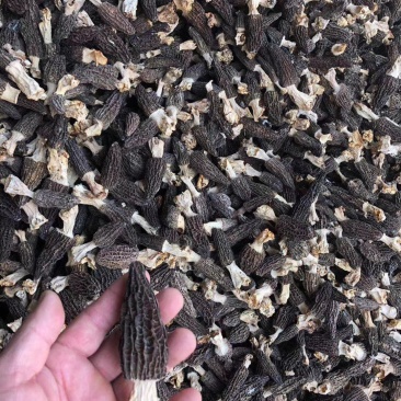 批发羊肚菌