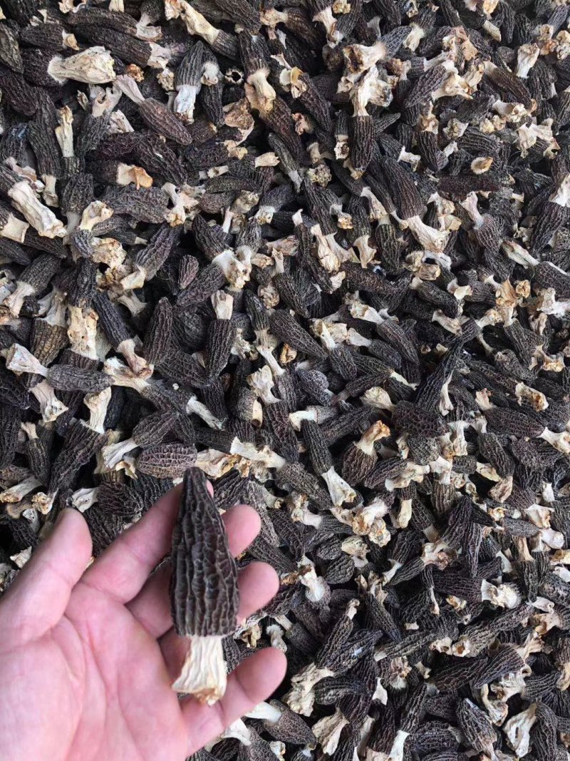 批发羊肚菌